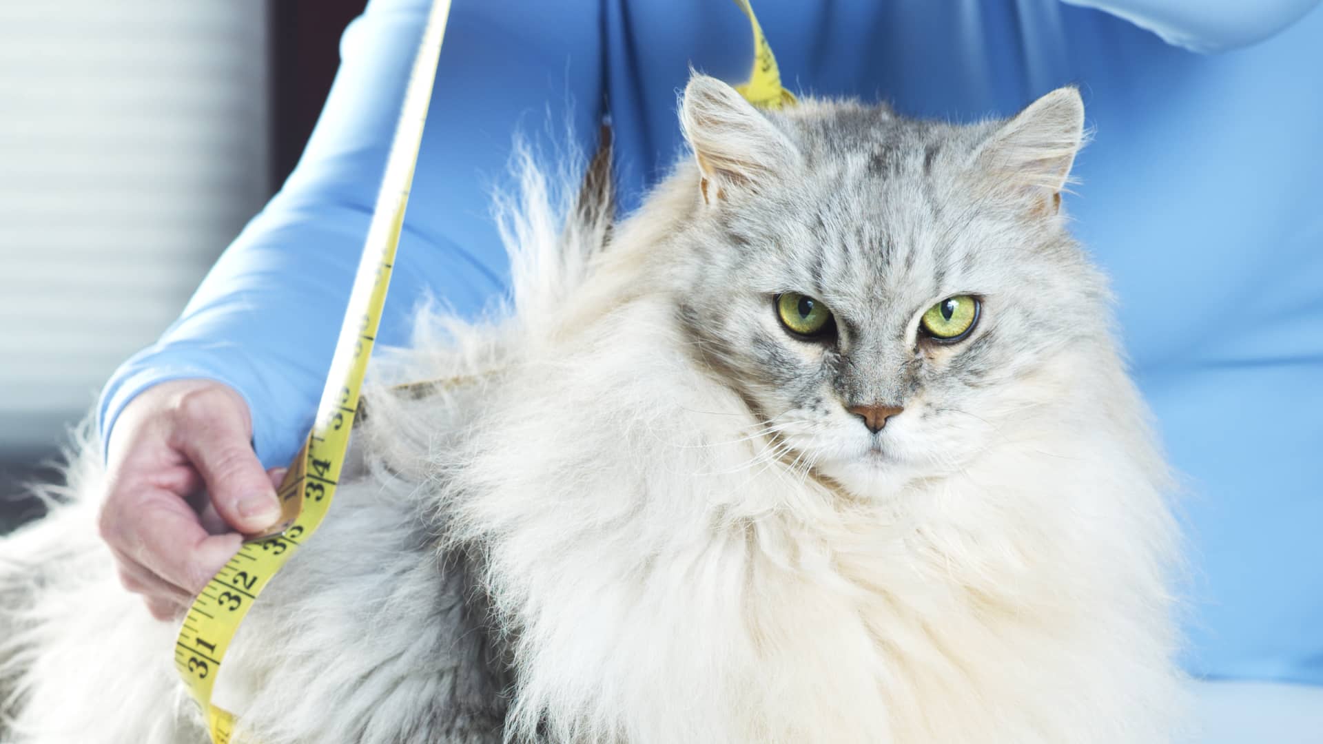 Biotechs test GLP-1 weight-loss treatments for cats