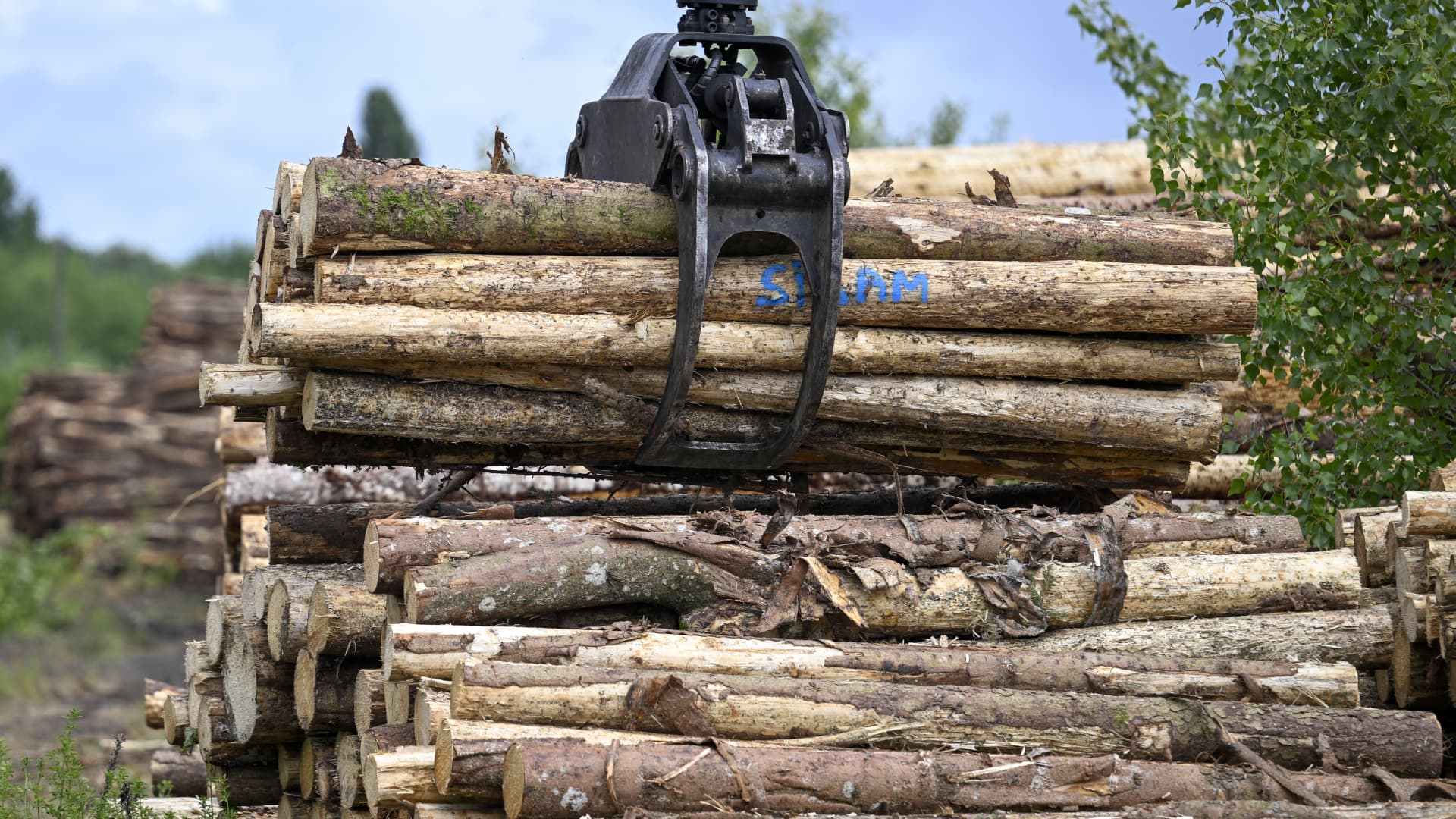 Timberland investing draws institutions despite weak wood prices